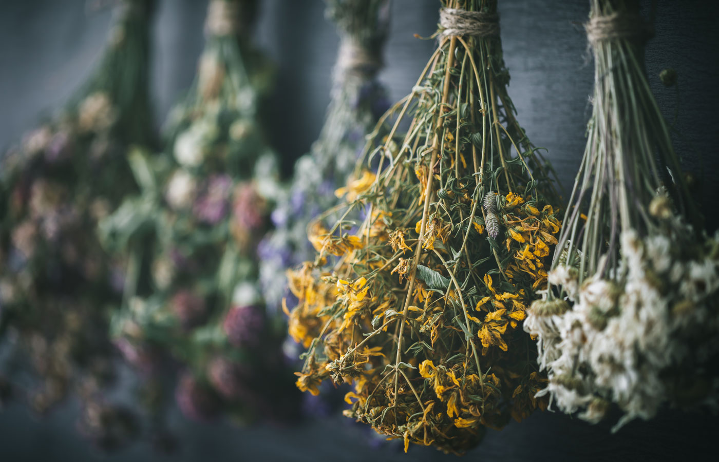 Hanging bunches of medicinal herbs and flowers, focus on hypericum flower St. Johns wort. Herbal medicine. Retro toned.